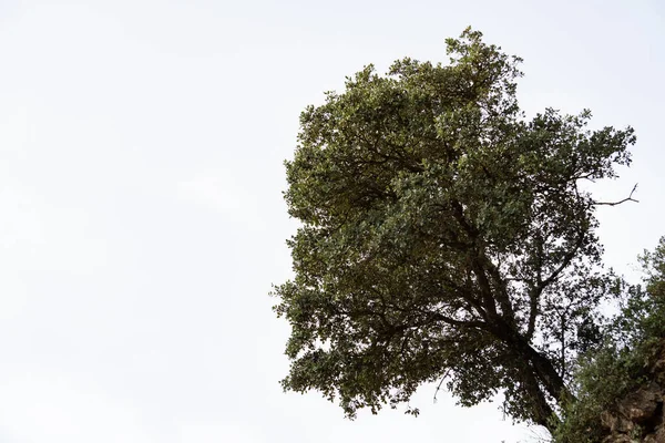 Close Isolated Oak Tree White Background — Fotografia de Stock