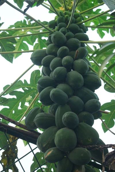 Papaya Tree Has Caught Countless Papayas Looks Amazing — Stock Photo, Image