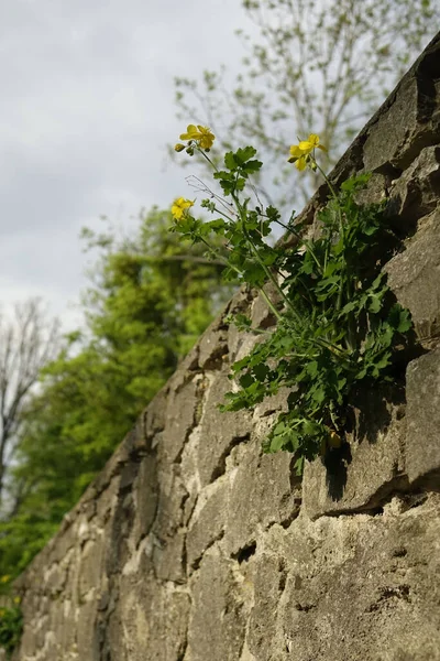 Hildesheim Lower Saxony Germany Sunny Spring Day — Stock Photo, Image