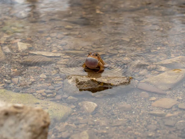 Cane Toad Spawning Pond Its Natural Habitat Spring — Stock Photo, Image