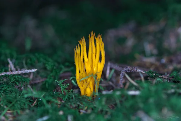 Closeup Ramaria Lorithamnus Yellow Coral Fungi — Foto de Stock