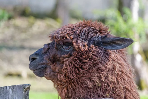 Closeup Brown Alpaca Attentive Look Haag Zoo — Foto de Stock