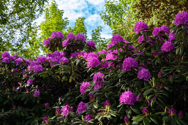 Close Flores Cor Rosa Rhododendron Jardim — Fotografia de Stock