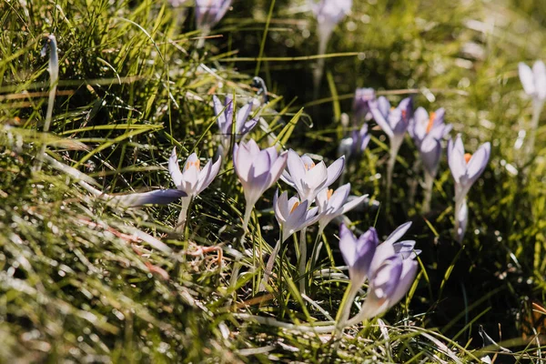 Early Crocus Purple Flowers Flowering Field — Stock fotografie