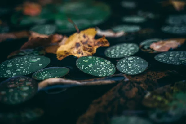 Closeup Shot Lilly Pad Water — Stockfoto