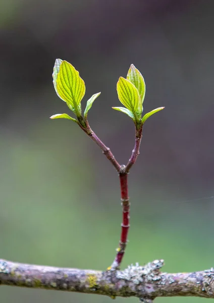Twig Raw Green Leaves Cornus Mas Tree Spring Light Fresh — Fotografia de Stock