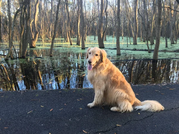 Beautiful Golden Retriever Sitting Next Swamp — Stok fotoğraf