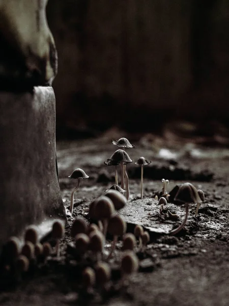 Moldy Mushrooms Found Old Hotel Lost Place — Stock Photo, Image