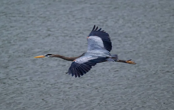 Great Blue Heron Flying Lake Fully Opened Wings Daylight — Stock Photo, Image