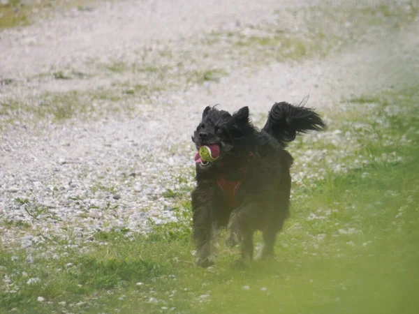 Güneşli bir günde tarlada güzel bir köpek manzarası