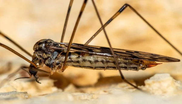 Primer Plano Mosquito Espeluznante Arrastrándose Por Suelo Jardín Botánico Principal — Foto de Stock