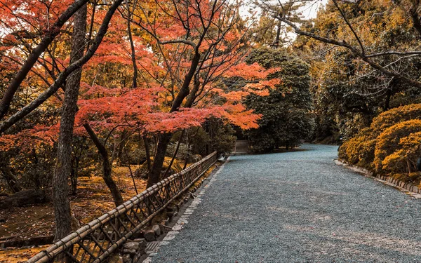 Blick Auf Einen Weg Zwischen Den Schönen Bäumen Park Einem — Stockfoto