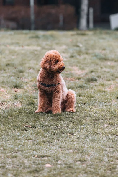 Lonely Toy Poodle Sitting Grass — Stock Photo, Image