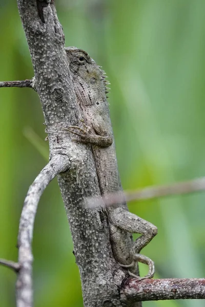 Vertical Shot Oriental Garden Lizard Tree Forest — Stock Photo, Image