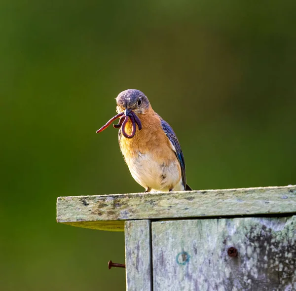 Vertical Closeup Eastern Bluebird Sialia Sialis Perched Wooden Birdhouse Shallow — Stock Photo, Image