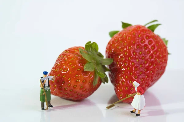 Couple Farmers Stand Front Ripe Strawberries White Background Close — Stok fotoğraf