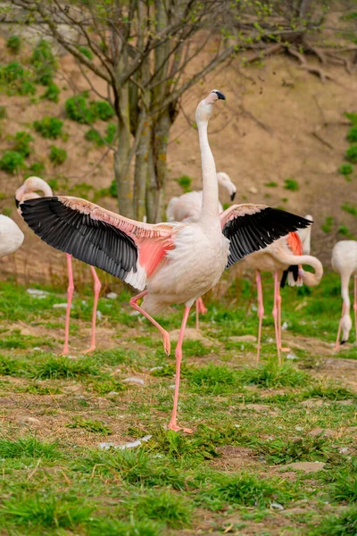 Vertical Shot Pink Exotic Flamingo Bird Standing One Leg Grassy — Stock Photo, Image