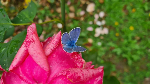 ピンクの花の花びらに青い銅蝶のクローズアップ — ストック写真