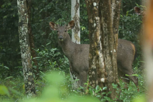 Shallow Focus Adorable Deer Standing Trees — Stok fotoğraf