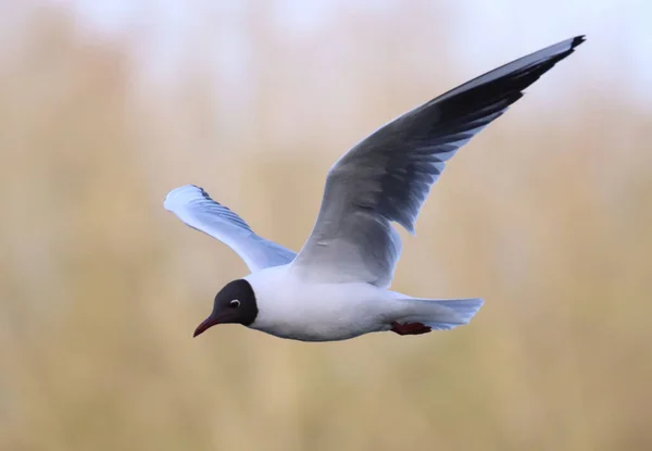 Closeup Little Gull Hydrocoloeus Minutus Larus Minutus Flight Shallow Focus — Stockfoto