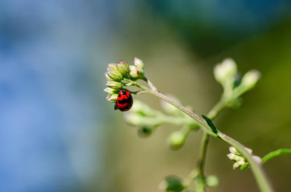 Eine Nahaufnahme Eines Roten Marienkäfers Der Auf Einer Blütenknospe Sonnenlicht — Stockfoto