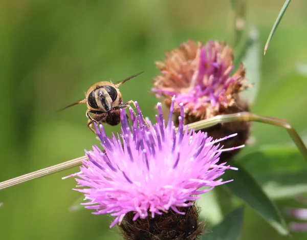 一般的なドローンの閉鎖 Centaurea NigraのEristalis Tenax 浅い焦点 — ストック写真