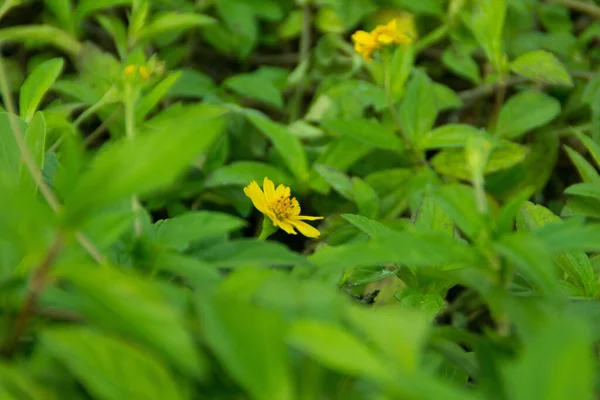 Närbild Blommande Blommor — Stockfoto