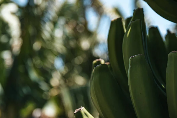 Closeup Shot Green Ripening Bananas Madeira Portugal Sunny Weather — Stock Photo, Image