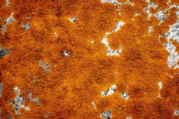 A macro focus shot of the dry light brown moss covering a tree bark in bright light