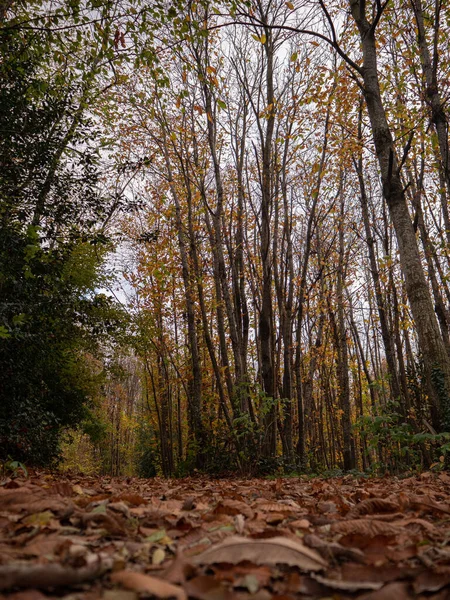 Gillonnay Isere Fransa Ağaçların Arasından Geçen Kahverengi Yaprakların Dikey Bir — Stok fotoğraf