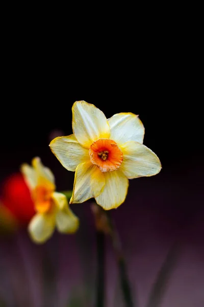 Eine Nahaufnahme Von Gelben Narzissen Oder Narzissenblüten Vor Dunklem Hintergrund — Stockfoto