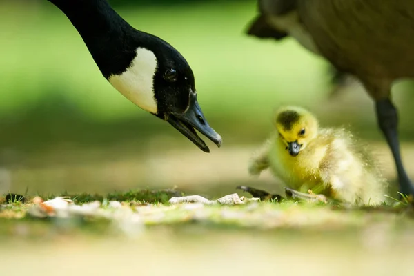 Selective Shot Mother Canadian Goose Watching Her Newly Hatched Gosling — Stock Photo, Image