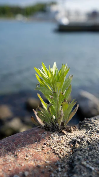 Вертикальный Снимок Маленького Зеленого Тростника Растущего Скале — стоковое фото