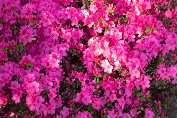 园中绿叶的粉红杜鹃花的顶视图 — 图库照片