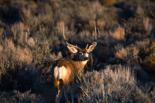 Safaride gün ışığına bakan güzel kahverengi bir geyik.