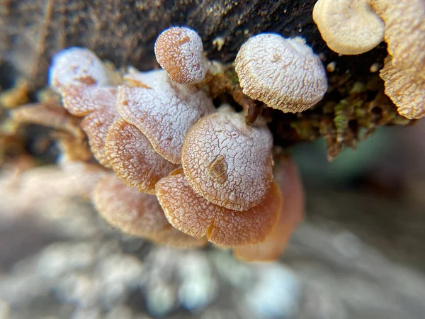 Selective Focus Shot Panellus Stipticus Mushrooms — Stock Photo, Image