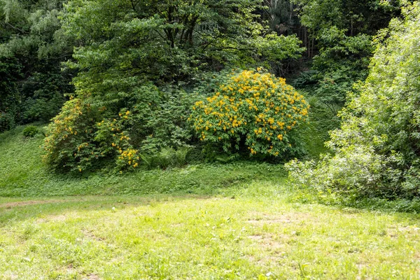 Κοιλάδα Azaleas Azaleas Volgy Τον Μάιο Στο Zalaegerszeg Ουγγαρία — Φωτογραφία Αρχείου