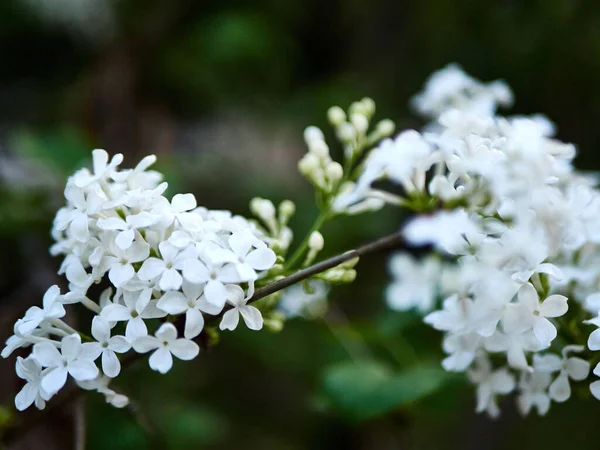 Een Selectieve Focus Shot Van Common White Lilac Bloemen Groeien — Stockfoto