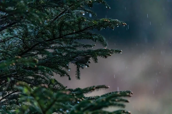 潮湿的云杉树针在雨中的特写 重点浅薄 — 图库照片