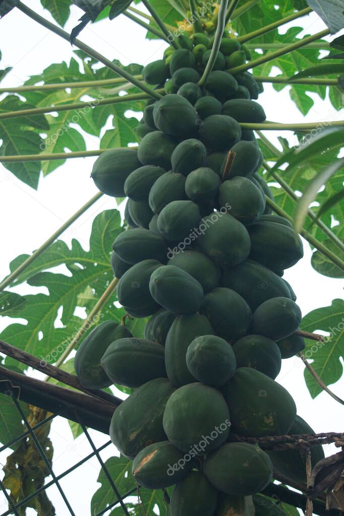 A papaya tree has caught countless papayas.  Looks so amazing.
