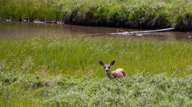 Geyik dereden dışarı bakıyor