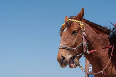 Kahverengi evcil bir atın kafasının ağzı açık yakın plan çekimi.