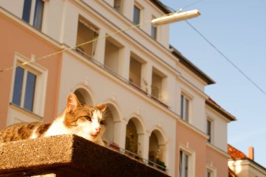 Kızıl bir kedinin çatıda uzanması ve güneşin tadını çıkarması.