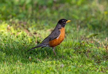 Amerikalı Robin (Turdus migratorius) baharda çimenlerde çimlerde çiçeklerle