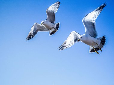 Düşük açılı uçan martılar.