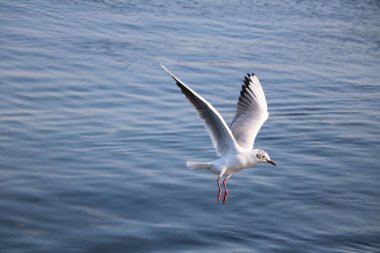 Denizin üzerinde uçan bir martı