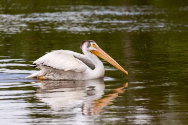 Tek bir pelikan nehirde yüzüyor.