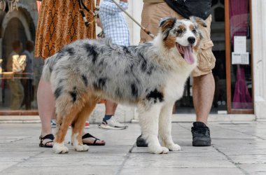 Sahibi ile Australian Shepherd 'ın yakın çekimi..