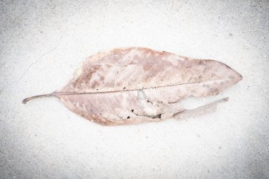 Ve arka plan için mükemmel beton üzerinde eski Vintage yaprak