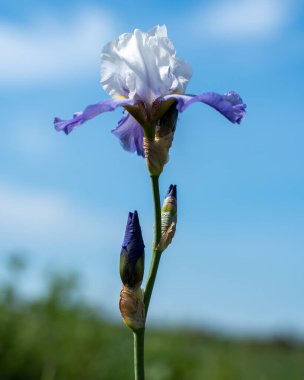 Parkta bir Iris çiçeğinin yakın çekimi.